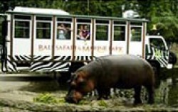 Bali Safari & Marine Park Package, Safari Explorer