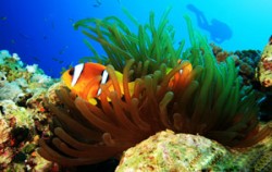 Sanur Diving Sites image, Bali Diving Activities, Bali Diving