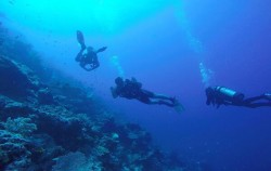 Benoa Tirta Harum Dive & Watersport, Scuba Dive