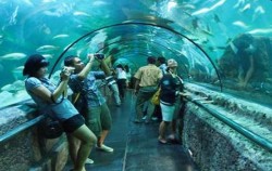 Seaworld Ancol image, Jakarta Fantasy Land, Jakarta Tour