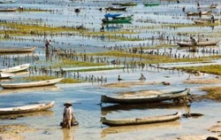 Seaweed Farmer Lembongan