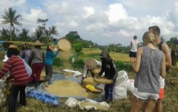 See Paddy Proceed,Bali Cycling,Bali Great Bike Tour