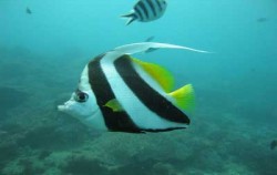 Yos Marine Diving Tours, Snorkeling Site Bali