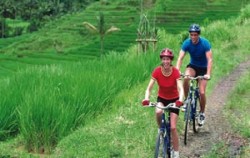 Rice Field View,Bali Cycling,Cycling Batur by Sobek Adventure