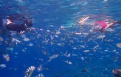 Water Sports in Lembongan, Snorkeling Lembongan