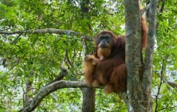 Leuser National Park Trekking 4 Days 3 Nights, Orangutan Leuser Park