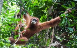 Leuser National Park Trekking 4 Days 3 Nights, Sumatran Orangutan