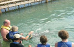 Swim with dolphin image, Dolphins Interactive Tour, Bali Dolphins Tour