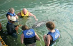 Swim Dolphin Bali image, Dolphins Interactive Tour, Bali Dolphins Tour