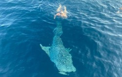 Swim with shark image, Open Trip 4 Days 3 Nights Lombok to Labuan Bajo by Travel Wise, Komodo Open Trips