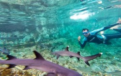 Swimming With Sharks,Serangan Watersports,Marine Activities in Serangan
