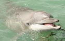 Dolphin Interactive image, Dolphins Interactive Tour, Bali Dolphins Tour