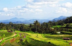 Tebek Patah Rice Field View,Sumatra Adventure,Minangkabau Tour 4 Days 3 Nights