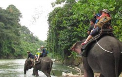 Tangkahan Elephant Riding image, Grand Tour Experience 19 Days, Sumatra Adventure