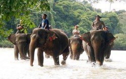 Leuser National Park Expedition 8 Days 7 Nights, Tangkahan Elephant Safari