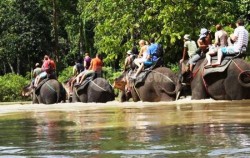 Explore Sumatra 13 Days 12 Nights, Tangkahan Elephant Safari