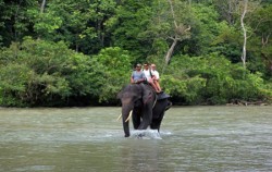 Explore Tangkahan Tour A 7 Days 6 Nights, Sumatra Adventure, Elephant Safari