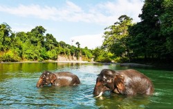 Explore Tangkahan 8 Days 7 Nights, Tangkahan North Sumatra