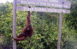 Orangutan and Dayak Explore 5 Days 4 Nights, Tanjung Puting National Park
