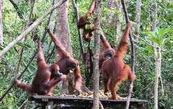 Orangutan Borneo,Borneo Island Tour,Orangutan Tour 4 Days 3 Nights