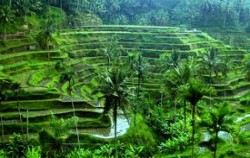 Tegalalang rice field,Bali Sightseeing,Kintamani and Tirta Empul Tour