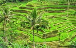 Three Full Days Package, Tegalalang Rice Terrace