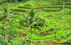 Tegalalang Rice Terrace,Bali Tour Packages,One Day Tour with Barong Dance