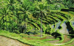 One Day Tour with Spa Treatment, Tegalalang Rice Terrace