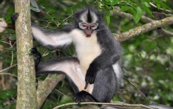 Thomas Leaf Monkey,Sumatra Adventure,Leuser National Park Trekking 4 Days 3 Nights