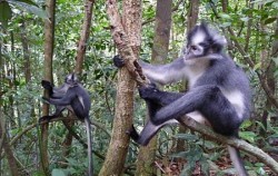 Thomas Leaf Monkey,Sumatra Adventure,Bukit Lawang Trekking and Rafting 5 Days 4 Nights