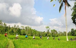 Cycling & ATV Ride, Passing rice field
