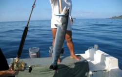 Marine Adventure Fishing, Bali Fishing, Fishing Bali