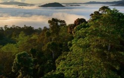 Tropical Rainforest Borneo,Borneo Island Tour,Orangutan Tour 4 Days 3 Nights