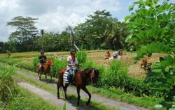 Ubud Horse Riding, Horse Riding Adventure