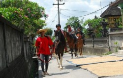 Ubud Horse Riding image, Ubud Horse Riding, Bali Horse Riding