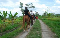 Ubud Horse Riding, Horse Riding See Rice Field