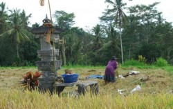 Ubud Horse Riding, Bali Horse Riding, Farmer Activity