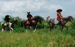 Ubud Horse Riding image, Ubud Horse Riding, Bali Horse Riding