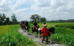 Enjoy Horse Riding,Bali Horse Riding,Ubud Horse Riding