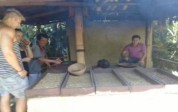 Visit to Luwak Coffer Maker,Bali Cycling,Bali Great Bike Tour