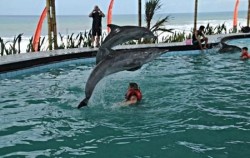 Dolphins Attraction image, Wake Bali Dolphin, Bali Dolphins Tour