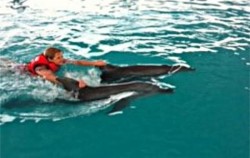 Wake Bali Dolphins,Bali Dolphins Tour,Wake Bali Dolphin