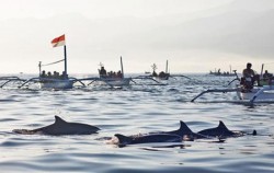 Dolphins Watching Tour at Lovina, Dolphins Watching at Lovina