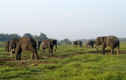 2D1N Way Kanan & Way Kambas Adventure, Sumatra Adventure, Waykambas Elephant