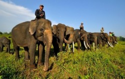 2D1N Way Kanan & Way Kambas Adventure, Sumatra Adventure, Waykambas Elephant Tamer