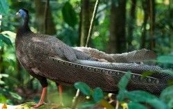 Leuser National Park Expedition 8 Days 7 Nights, Wild Peacock